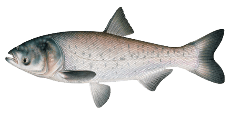 yamaha-2021-rightwaters-invasive-species-carp.png